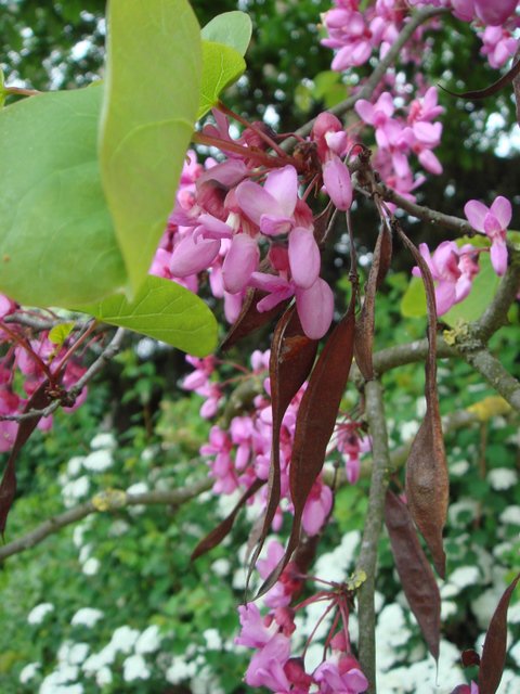 Cercis siliquastrum fleur et fruits
